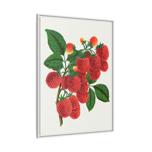 Shaffer's Colossal Raspberry Lithograph (1900)