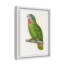 Jamaica Parrot (Amazona collaria) colored wood-engraved plate by Alexander Francis Lydon