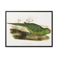 Green Ground Parrot (Pezoporus wallicus) colored wood-engraved plate by Alexander Francis Lydon - NOMADEN ART GALLERY