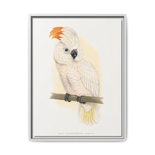 Great Salmon-Crested Cockatoo (CACATUA MOLUCCENSIS) colored wood-engraved plate by Alexander Francis Lydon. - NOMADEN ART GALLERY