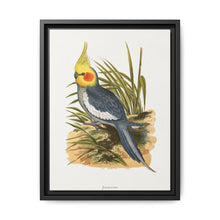 Cockatiel (Nymphicus hollandicus) colored wood-engraved plate by Alexander Francis Lydon - NOMADEN ART GALLERY