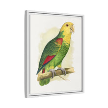 Double-Fronted or Le Vaillant's Amazon (Amazona oratrix) colored wood-engraved plate by Alexander Francis Lydon.