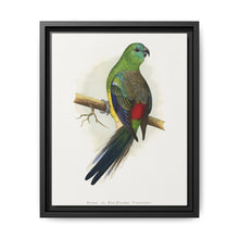 Blood or Red-Rumped Parrakeet (Psephotus haematonotus) colored wood-engraved plate by Alexander Francis Lydon - NOMADEN ART GALLERY