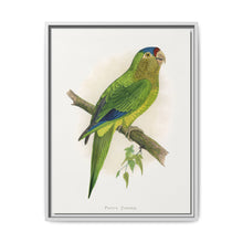Petz's Conure (Aratinga canicularis) colored wood-engraved plate by Alexander Francis Lydon - NOMADEN ART GALLERY