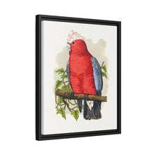 Rose-Breasted Cockatoo (Eolophus roseicapillus) colored wood-engraved plate by Alexander Francis Lydon.