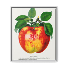 Wolf River apple lithograph. Digitally enhanced from our own original 1900 edition plates of Botanical Specimen published by Rochester Lithographing - NOMADEN ART GALLERY