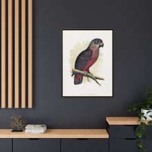 Dusky or Violet Parrot (Pionus fuscus) colored wood-engraved plate by Alexander Francis Lydon.