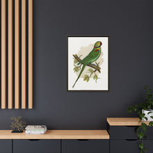 Alexandrine Parakeet (Psittacula eupatria) colored wood-engraved plate by Alexander Francis Lydon.