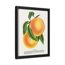 Champion plum lithograph from Botanical Specimen published by Rochester Lithographing