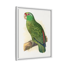 Placa xilográfica coloreada de periquito multicolor (Psephotellus varius) de Alexander Francis Lydon
