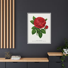 Red rose, General Jacquemont flower lithograph. Digitally enhanced from our own original 1900 edition plates of Botanical Specimen published by Rochester Lithographing