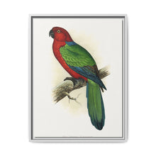 Red Shining Parrakeet (Prosopeia tabuensis) colored wood-engraved plate by Alexander Francis Lydon - NOMADEN ART GALLERY