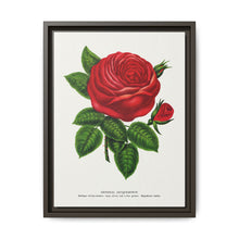 Red rose, General Jacquemont flower lithograph. Digitally enhanced from our own original 1900 edition plates of Botanical Specimen published by Rochester Lithographing - NOMADEN ART GALLERY