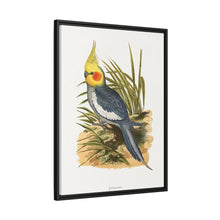 Cockatiel (Nymphicus hollandicus) colored wood-engraved plate by Alexander Francis Lydon