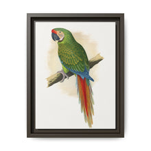 Military Macaw (Ara militaris) colored wood-engraved plate by Alexander Francis Lydon - NOMADEN ART GALLERY