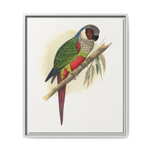 White-Eared Conure (Pyrrhura leucotis) colored wood-engraved plate by Alexander Francis Lydon - NOMADEN ART GALLERY