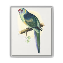 Barnard's Parrakeet (Barnardius barnardi) colored wood-engraved plate by Alexander Francis Lydon - NOMADEN ART GALLERY