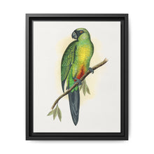 Masked Parrakeet (Prosopeia personata) colored wood-engraved plate by Alexander Francis Lydon