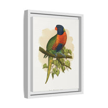 Blue Mountain Lory (Trichoglossus moluccanus) colored wood-engraved plate by Alexander Francis Lydon.