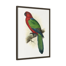 Red Shining Parrakeet (Prosopeia tabuensis) colored wood-engraved plate by Alexander Francis Lydon