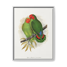 West African Love-Bird (Agapornis) colored wood-engraved plate by Alexander Francis Lydon. - NOMADEN ART GALLERY