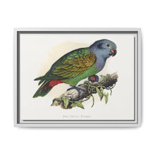 Red-Vented Parrot (Amazona martinicana) colored wood-engraved plate by Alexander Francis Lydon - NOMADEN ART GALLERY