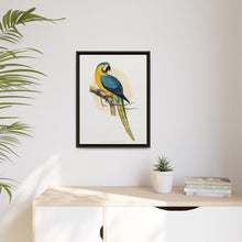 Blue and Yellow Macaw (Ara ararauna) colored wood-engraved plate by Alexander Francis Lydon
