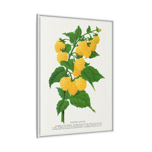 Golden queen raspberry lithograph. Digitally enhanced from our own original 1900 edition plates of Botanical Specimen published by Rochester Lithographing