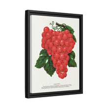 Vergennes grape lithograph. Digitally enhanced from our own original 1900 edition plates of Botanical Specimen published by Rochester Lithographing