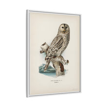Strix uralensis ♀ illustrated by the von Wright brothers from our own 1929 folio version of Svenska Fåglar Efter Naturen Och Pa Sten Ritade - NOMADEN ART GALLERY