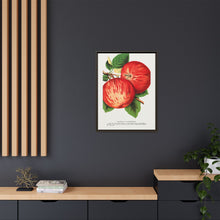 Duchess of Oldenburg apples lithograph from Botanical Specimen published by Rochester Lithographing