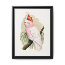 Leadbeater's Cockatoo (Lophochroa leadbeateri) colored wood-engraved plate by Alexander Francis Lydon - NOMADEN ART GALLERY