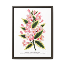 Pink flowers, Weigela lithograph (1900) - NOMADEN ART GALLERY
