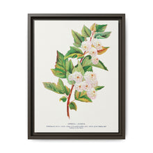 Spirea Aurea flowers lithograph. Digitally enhanced from our own original 1900 edition plates of Botanical Specimen published by Rochester Lithographing - NOMADEN ART GALLERY