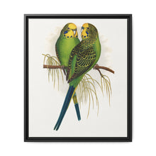 Budgerigar (Melopsittacus undulatus) colored wood-engraved plate by Alexander Francis Lydon - NOMADEN ART GALLERY