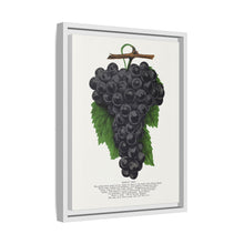 Early Ohio grape lithograph. Digitally enhanced from our own original 1900 edition plates of Botanical Specimen published by Rochester Lithographing