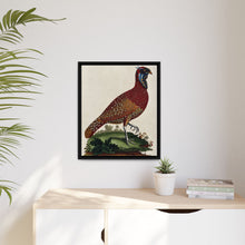 A horned Indian pheasant standing on the grass by J. Pass after J. E. Ihle.