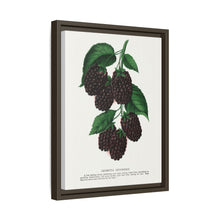 Lucretia Dewberry lithograph. Digitally enhanced from our own original 1900 edition plates of Botanical Specimen published by Rochester Lithographing