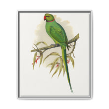 Ring-Necked or Bengal Parakeet (Psittacula columboides) colored wood-engraved plate by Alexander Francis Lydon - NOMADEN ART GALLERY