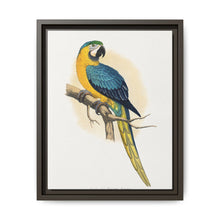 Blue and Yellow Macaw (Ara ararauna) colored wood-engraved plate by Alexander Francis Lydon - NOMADEN ART GALLERY