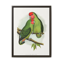 Rosy-Faced Love-Bird (Agapornis roseicollis) colored wood-engraved plate by Alexander Francis Lydon. - NOMADEN ART GALLERY
