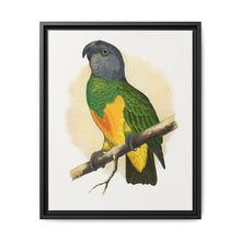 Senegal Parrot (Poicephalus senegalus) colored wood-engraved plate by Alexander Francis Lydon. - NOMADEN ART GALLERY