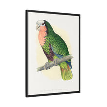 Red-Throated White-Fronted Amazon (Amazona leucocephala) colored wood-engraved plate by Alexander Francis Lydon.