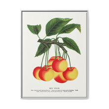 Gov Wood cherry lithograph. Digitally enhanced from our own original 1900 edition plates of Botanical Specimen published by Rochester Lithographing - NOMADEN ART GALLERY