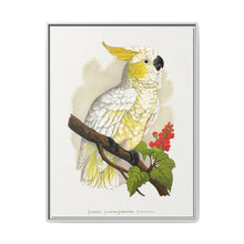 Lesser Lemon-Crested Cockatoo (Cacatua sulphurea) colored wood-engraved plate by Alexander Francis Lydon - NOMADEN ART GALLERY