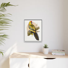 Lydon's Yellow-Rumped Parrakeet | Vintage Bird Wall Art Print