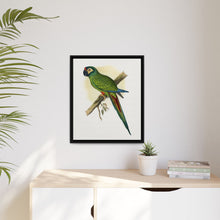llliger's Macaw (Primolius maracana) colored wood-engraved plate by Alexander Francis Lydon