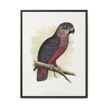 Dusky or Violet Parrot (Pionus fuscus) colored wood-engraved plate by Alexander Francis Lydon. - NOMADEN ART GALLERY