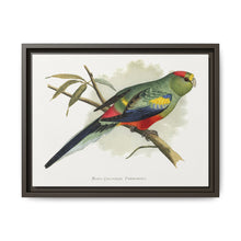 Many-Coloured Parrakeet (Psephotellus varius) colored wood-engraved plate by Alexander Francis Lydon - NOMADEN ART GALLERY