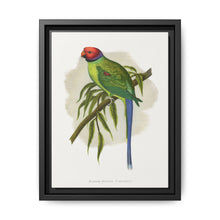 Blossom-Headed Parrakeet (Psittacula roseata) colored wood-engraved plate by Alexander Francis Lydon. - NOMADEN ART GALLERY